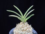 계림 鷄林 Gyerim (Benisuisho)