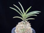 계림 鷄林 Gyerim (Benisuisho)