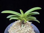비금 轡錦 Kutsuwa nishiki