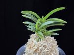 섭묵 摺墨 Surusumi