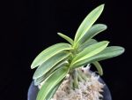 취화금 翠華錦 Suikanishiki