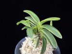 취화금 翠華錦 Suikanishiki
