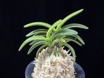 취화금 翠華錦 Suikanishiki