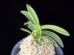 취화금 翠華錦 Suikanishiki