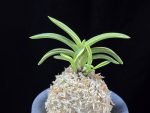 취화금 翠華錦 Suikanishiki