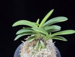취화금 翠華錦 Suikanishiki
