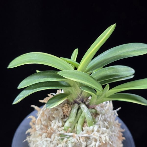 취화금 翠華錦 Suikanishiki