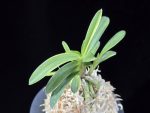 취화금 翠華錦 Suikanishiki
