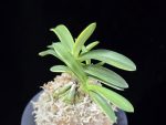 취화금 翠華錦 Suikanishiki