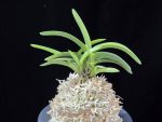 취화금 翠華錦 Suikanishiki