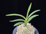 려인 麗人 Ryeoin (Ruby root)