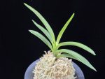 려인 麗人 Ryeoin (Ruby root)
