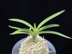 려인 麗人 Ryeoin (Ruby root)