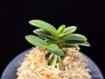 무학금 舞鶴錦 Maizuru Nishiki