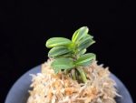 무학금 舞鶴錦 Maizuru Nishiki
