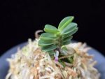 풍천 豊天 Pungcheon (Homeiden+Tengyokuho)