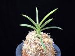 호박전 琥珀殿 Kohakuden