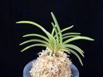 청왕금 青王錦 Seio Nishiki