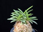 황옥 黃玉 Hwangok
