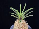 은세계 銀世界 Ginsekai