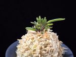 토함산 吐含山 Toganzan (Goemon)