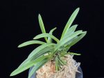 홍천구 紅天狗 Benitengu