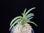 신라 新羅 Sinra (Shiragi)