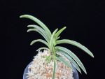 신라 新羅 Sinra (Shiragi)