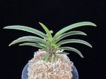 신라 新羅 Sinra (Shiragi)