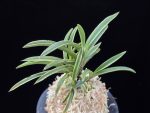 신라 新羅 Sinra (Shiragi)