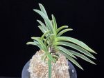 신라 新羅 Sinra (Shiragi)