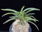 신라 新羅 Sinra (Shiragi)