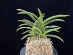 신라 新羅 Sinra (Shiragi)