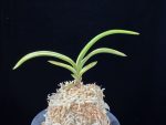 설문 雪紋 Seolmun
