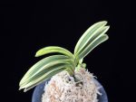 설문 雪紋 Seolmun