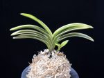 설문 雪紋 Seolmun