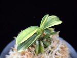 각왕산 覚王山 Kakuozan