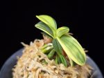 각왕산 覚王山 Kakuozan