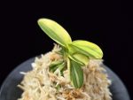 각왕산 覚王山 Kakuozan