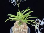 삼각산 三角山(曼珠沙華) Manjushage (3 spur)