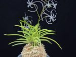 삼각산 三角山(曼珠沙華) Manjushage (3 spur)