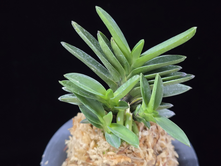 해왕환 海王丸 Kaioumaru 해왕환 海王丸 Kaioumaru