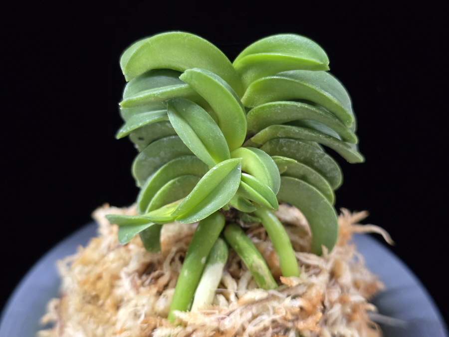 희청해 姬青海 Hime Seikai 희청해 姬青海 Hime Seikai