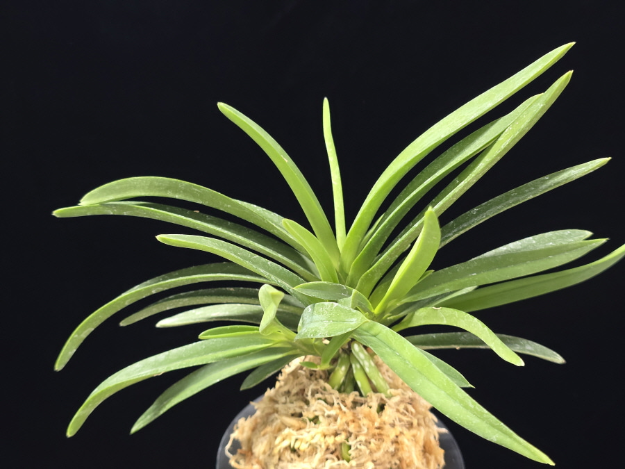 은홍 銀紅 Eunhong 은홍 銀紅 Eunhong