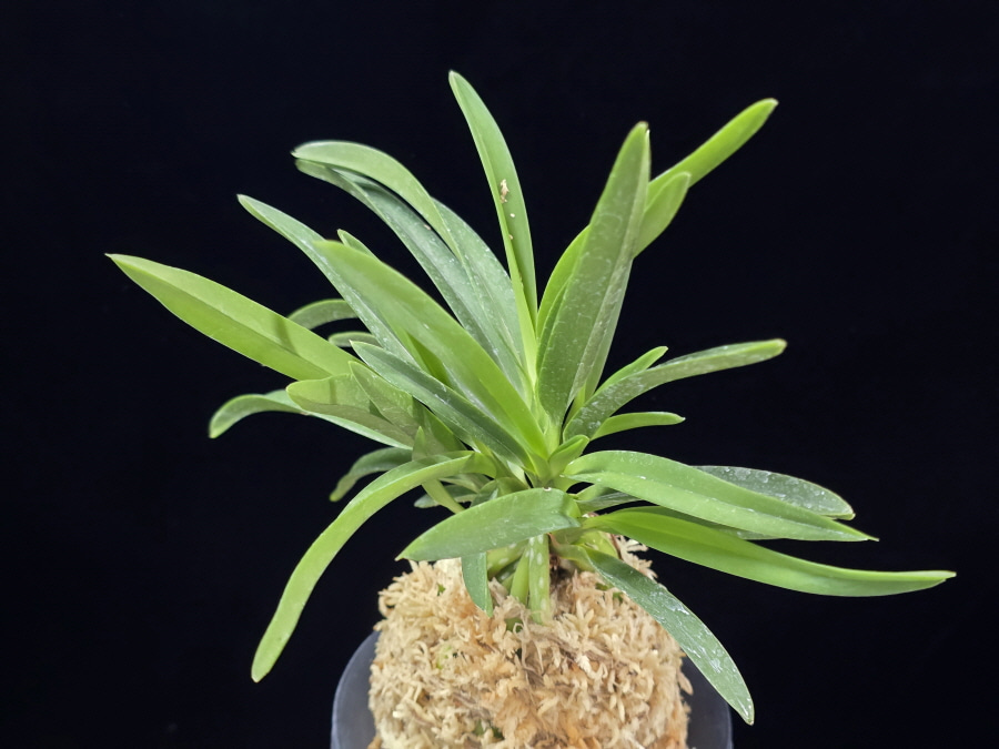 은홍 銀紅 Eunhong 은홍 銀紅 Eunhong