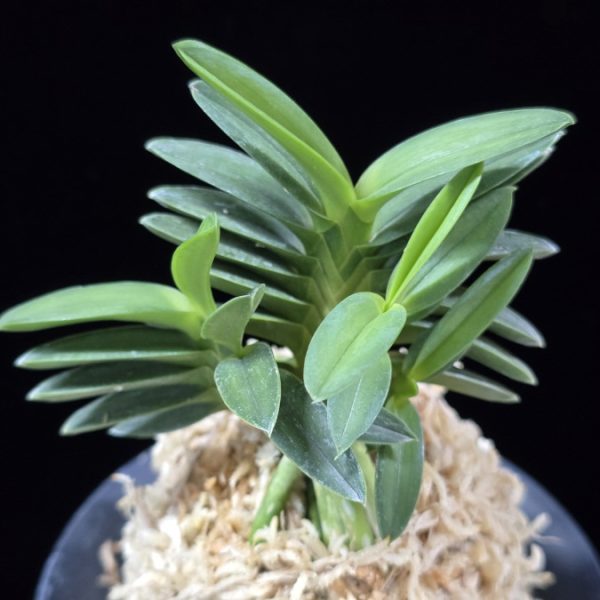 녹보 緑宝 Ryokuho