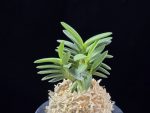 녹보 緑宝 Ryokuho