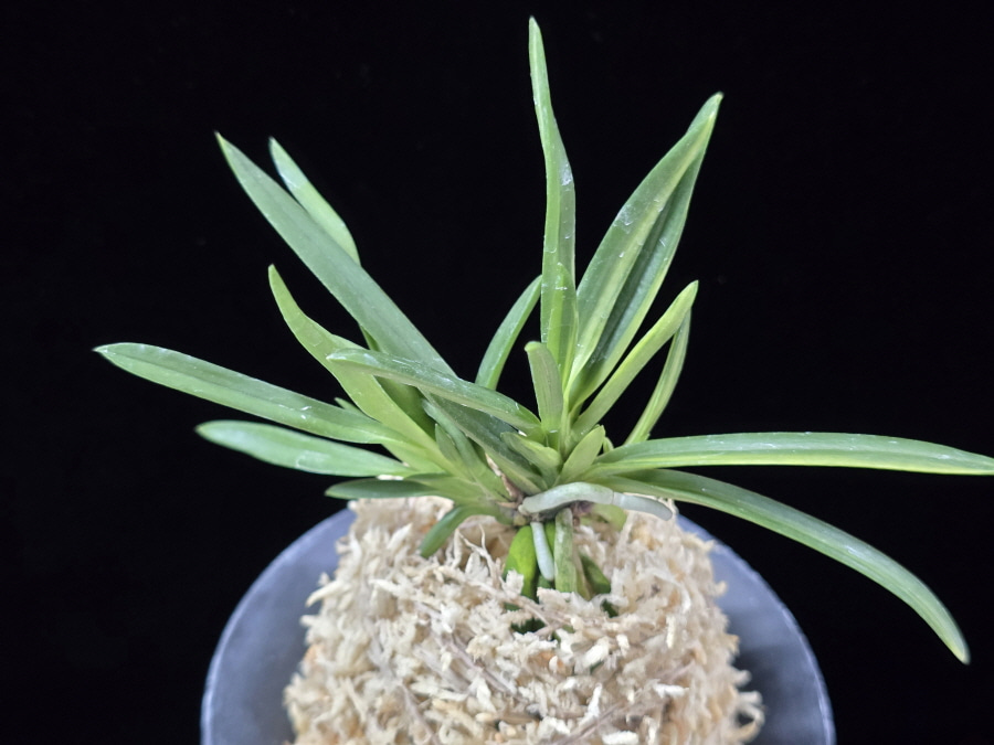 천대전사자 千代田獅子 Chiyodajishi 천대전사자 千代田獅子 Chiyodajishi