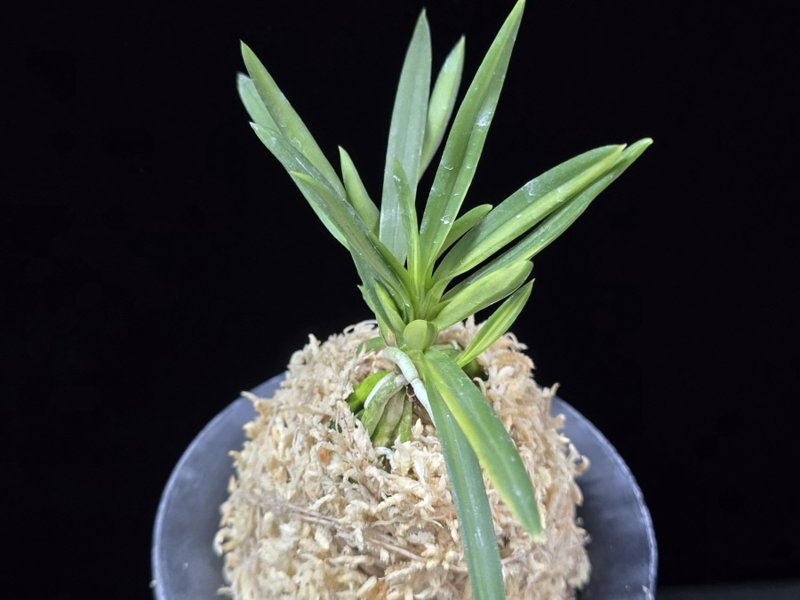 천대전사자 千代田獅子 Chiyodajishi 천대전사자 千代田獅子 Chiyodajishi