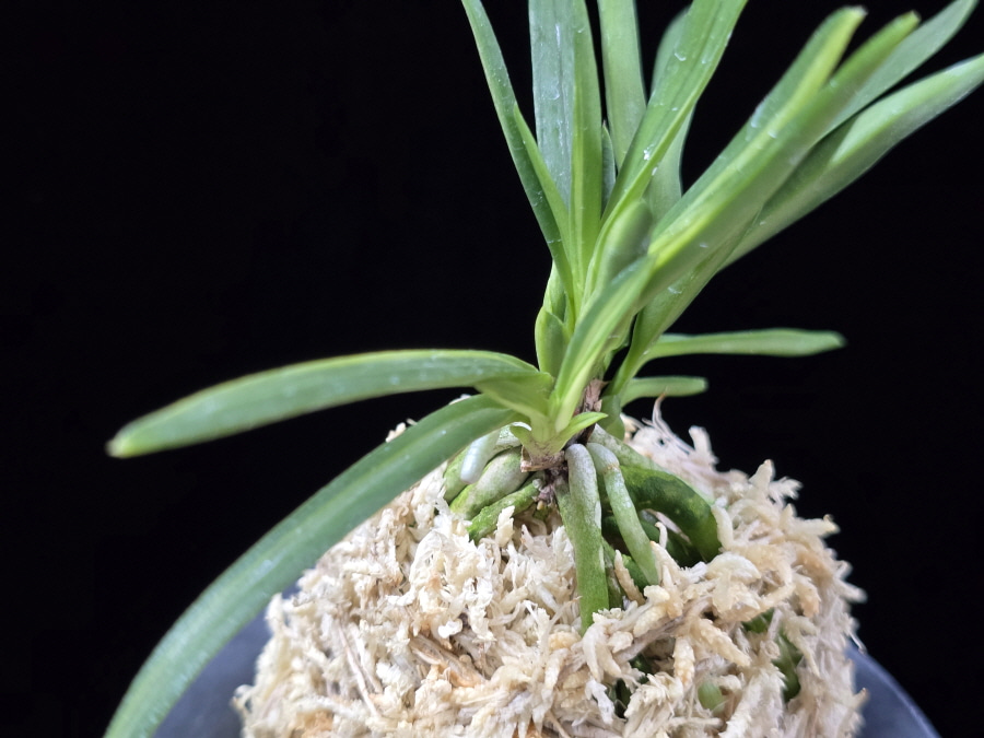 천대전사자 千代田獅子 Chiyodajishi 천대전사자 千代田獅子 Chiyodajishi